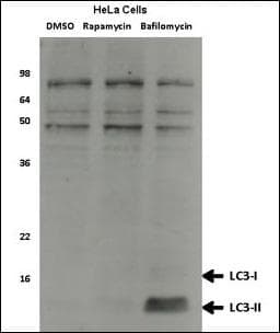 MAP1LC3A / LC3A Antibody