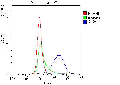 Polyclonal Rabbit anti-Mouse CD81 Antibody (WB)