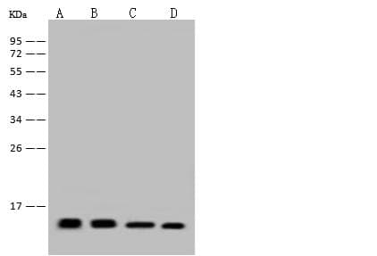 FKBP1A / FKBP12 Antibody