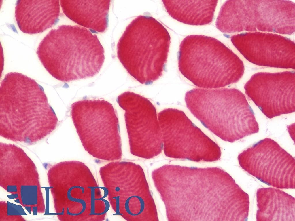 IHC-plus™ FAM26F Antibody (aa266-295)