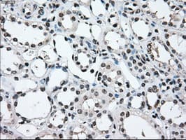 MAP2K2 / MKK2 / MEK2 Antibody (clone OTI8G6)