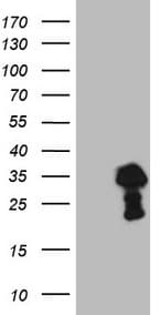 TCEAL1 Antibody (clone OTI4C6)
