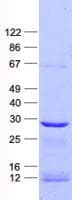 Human RPL10A Protein (Recombinant His, N-Terminal)