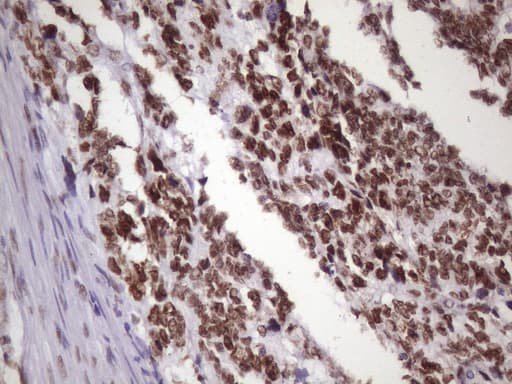 NUDT21 Antibody (aa2-227, clone OTI13H1)