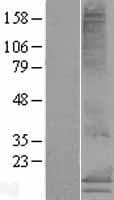 MS4A15 Protein (Over-Expression Lysate Myc-DDK (Flag))