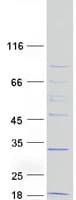 Human BMRP36a / MRPL43 Protein (Recombinant Myc-DDK (Flag))
