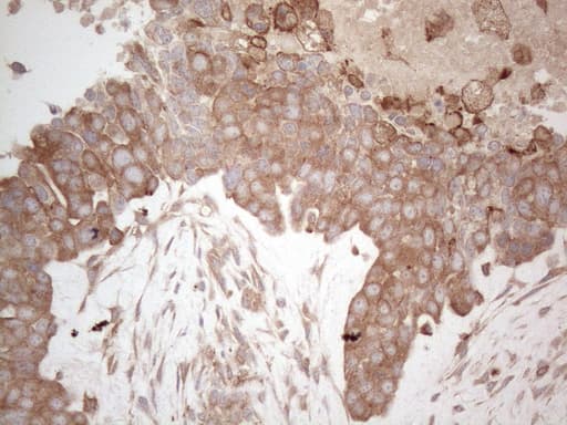 Monoclonal Mouse anti-Human MXD4 Antibody (clone OTI1A2, IHC, WB)