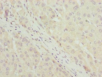 C7orf34 Antibody