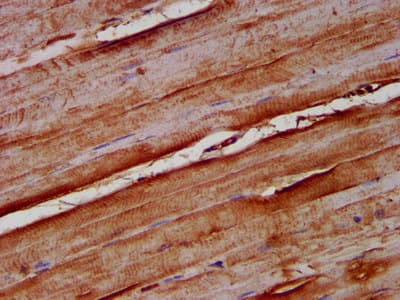 NOMO1 / PM5 Antibody