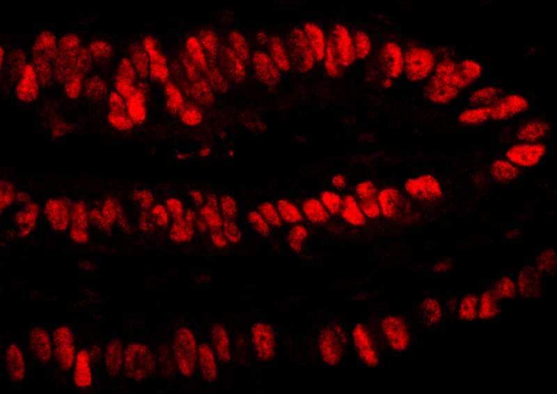 PCNA Antibody (aa225-C-term)