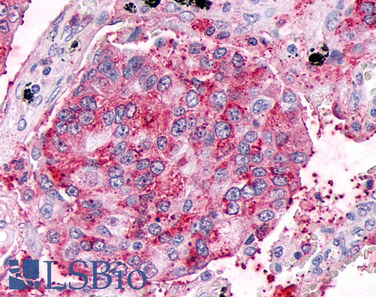 PathPlus™ GPR63 Antibody (C-Terminus)