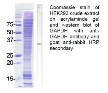 GAPDH Antibody