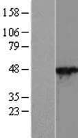 CYTH2 / Cytohesin 2 Protein (Over-Expression Lysate Myc-DDK (Flag))