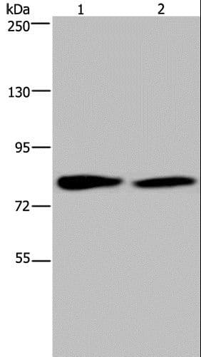 TXLNA / Alpha Taxilin Antibody