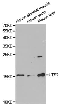 UTS2 / Urotensin II Antibody