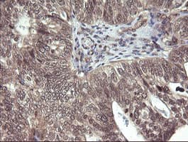 PARVA Antibody (clone OTI1C11)