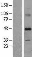 PUS1 Protein (Over-Expression Lysate Myc-DDK (Flag))