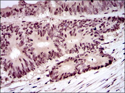 PCNA Antibody (aa53-196, clone 7H4F8)