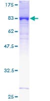 Human KLHDC4 Protein (Recombinant GST)