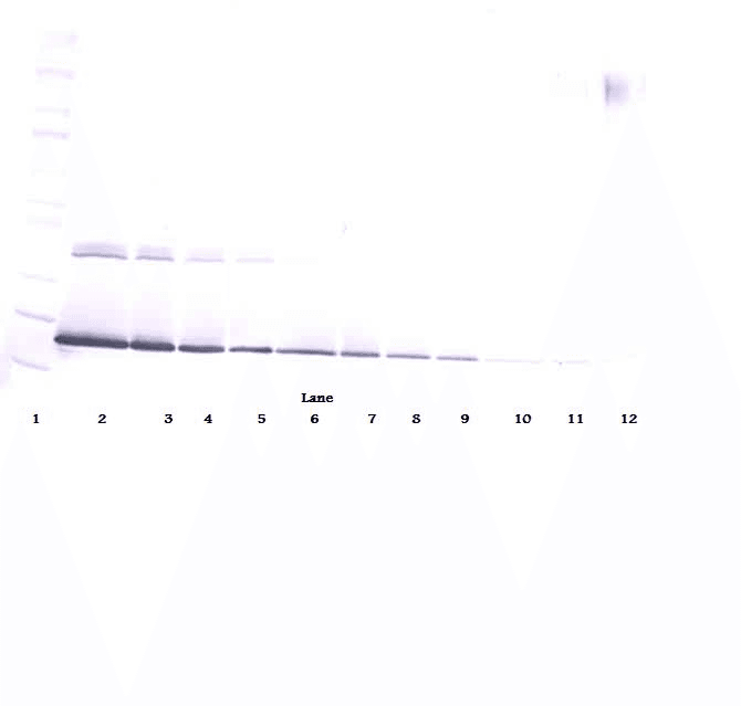 CSF3 / G-CSF Antibody (Biotin)