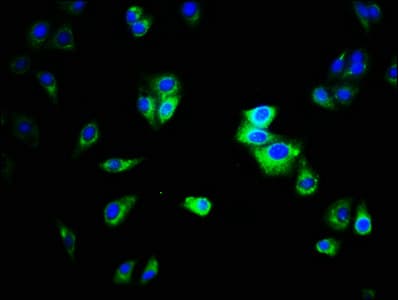 CD66a / CEACAM1 Antibody