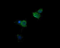 Monoclonal Mouse anti-Human KLK8 / Kallikrein 8 Antibody (clone OTI14G10, IF, WB)