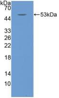 IL6 / Interleukin 6 Antibody (aa27-241, Cy3)