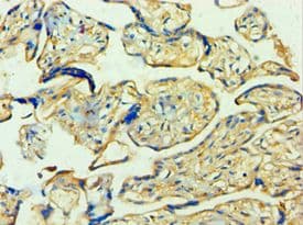 WNT2 / IRP Antibody (aa26-360)