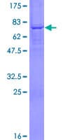 Human PCOLCE2 Protein (Recombinant GST)