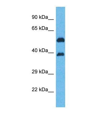 OR5K2 Antibody (aa221-270)