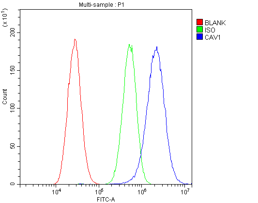 Polyclonal Rabbit anti-Human CAV1 / Caveolin 1 Antibody (aa4-178, IHC, WB)