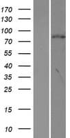 ORC3L / ORC3 Protein (Over-Expression Lysate Myc-DDK (Flag))