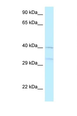 Polyclonal Rabbit anti-Human AZI2 / NAP1 Antibody (aa170-219, WB)