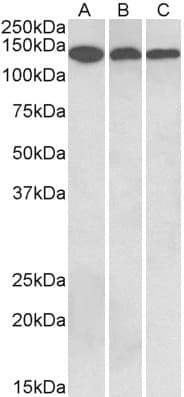 PathPlus™ CNTN1 / gp135 / Contactin 1 Antibody (aa313-324)