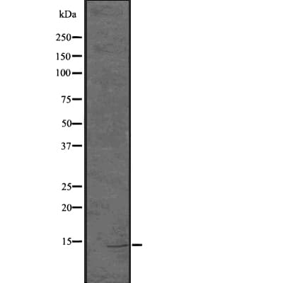 H2AFZ / H2A.z Antibody