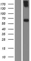 Human PRF1 / Perforin Protein (Over-Expression Lysate Myc-DDK (Flag))