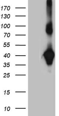 NMI Antibody (aa1-223, clone OTI5H1)