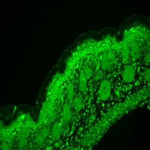 CACNA1D / Cav1.3 Antibody (aa859-875, clone S48A-9, PerCP)