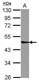 TRIM43 Antibody