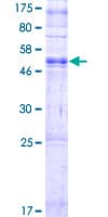 Human OR2T8 Protein (Recombinant GST)