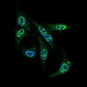 INCENP Antibody (clone 3D2)