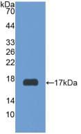 RXFP1/ LGR7 Antibody (aa260-409)