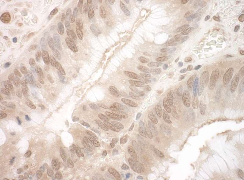 EYA3 Antibody (aa1-30)