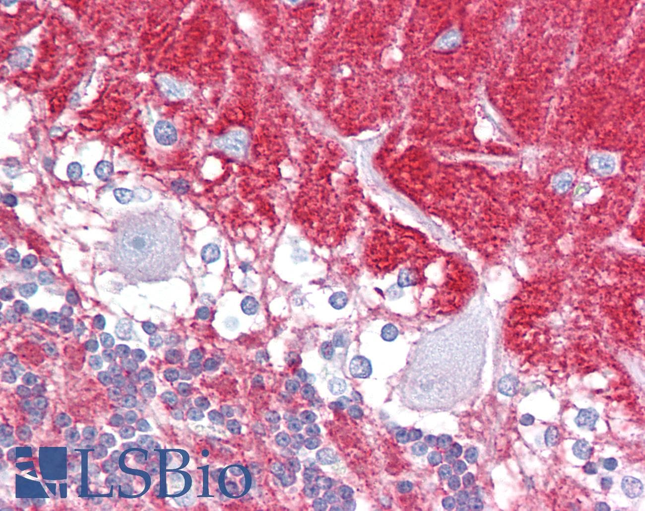 GNAO1 Antibody (aa108-157)