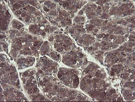 TSC22D1 / TSC22 Antibody (clone OTI4H8)
