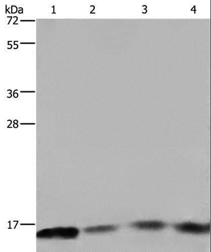 FIS1 Antibody