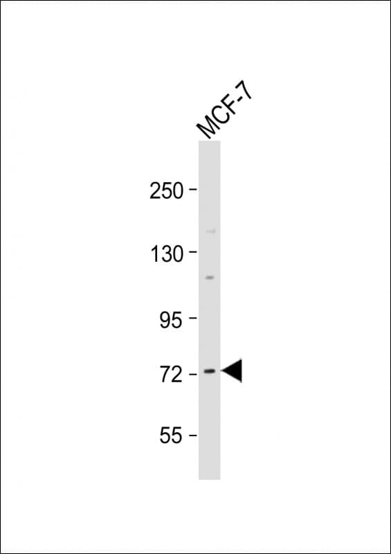 RAF1 / RAF Antibody (Ser296)