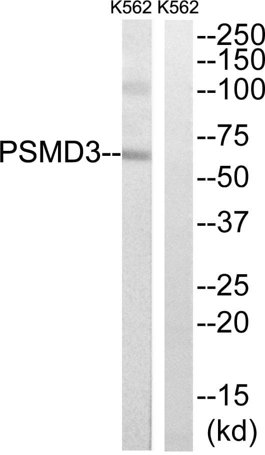 p58 / PSMD3 Antibody