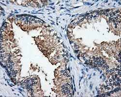 ELAVL1 / HUR Antibody (clone OTI14F4)