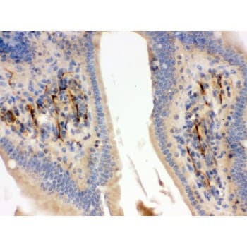 FLOT2 / Flotillin 2 Antibody (aa169-344)